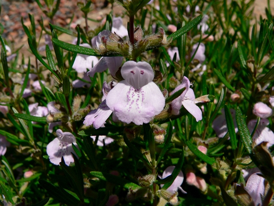 {Conradina verticillata}